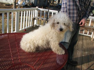 Teddy Before his groom