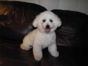 Teddy after his Groom