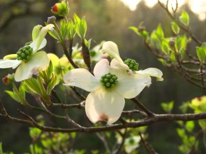 Dogwood~March 09