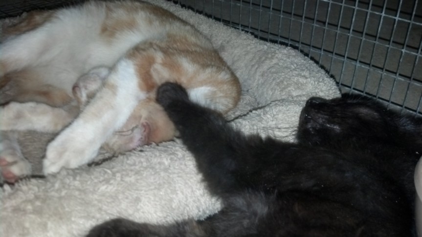 Shhh, the incubation time is 2 weeks! By then, she'll love us! Bwahahahaha