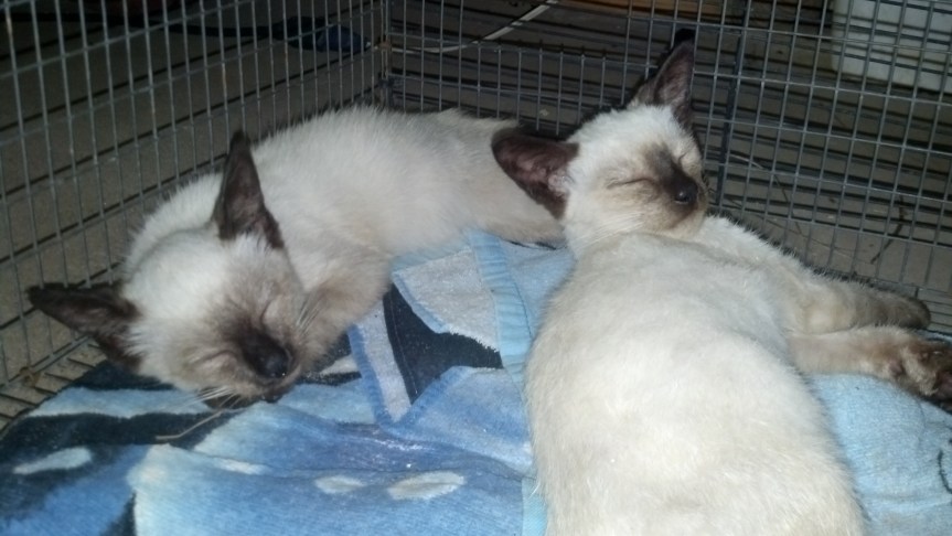 We are Siamese, if you pleeease. We are filled with ringworm and with fleeeeas
