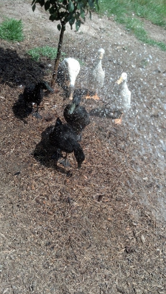 IMG_20140525_151145_853