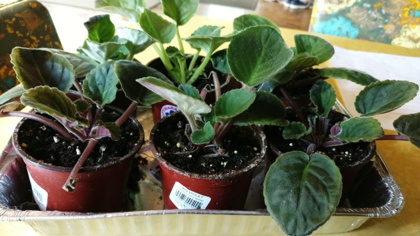 IMG_20160713_112819047