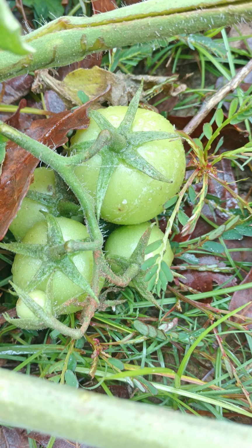 Down at Ye Olde Noodle&nbsp;Hole