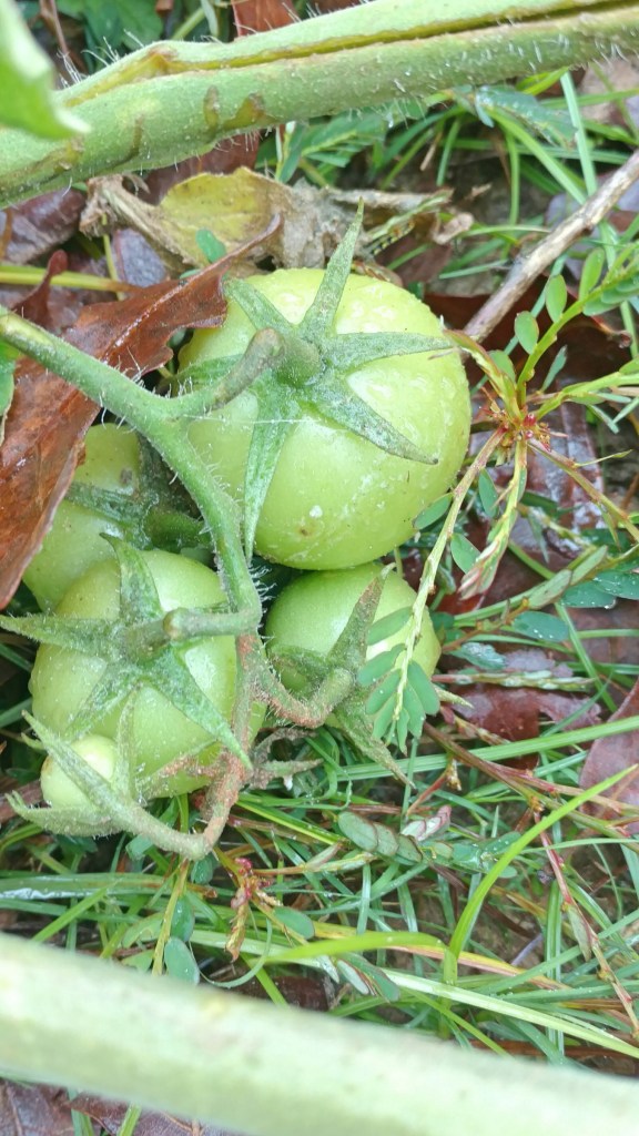 fotor_148089211411232