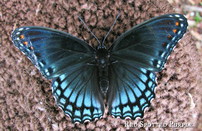 Flutterbys and more Buzzy&nbsp;things