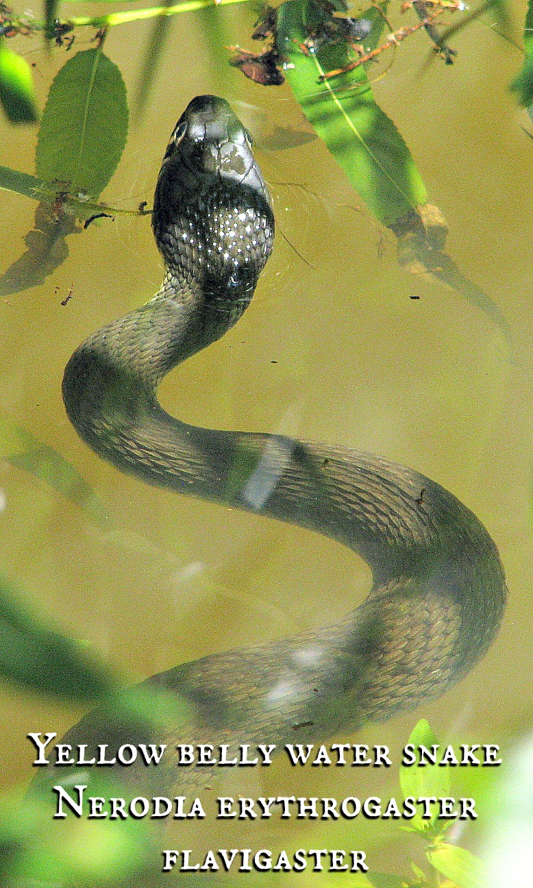 snake3