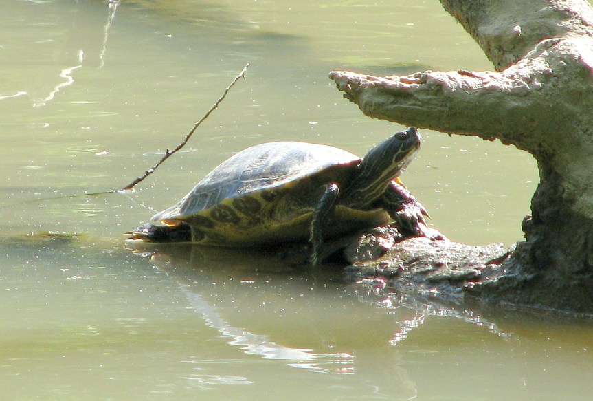 turtle2