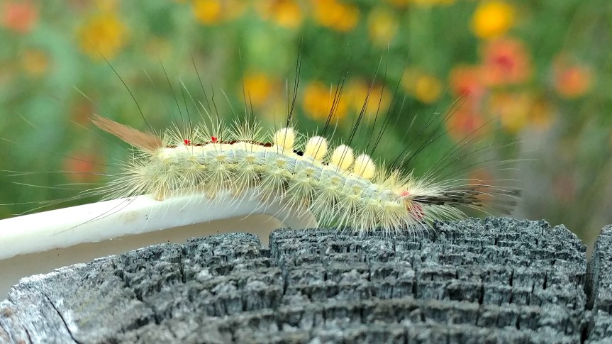 Callapitters and buzzy&nbsp;things