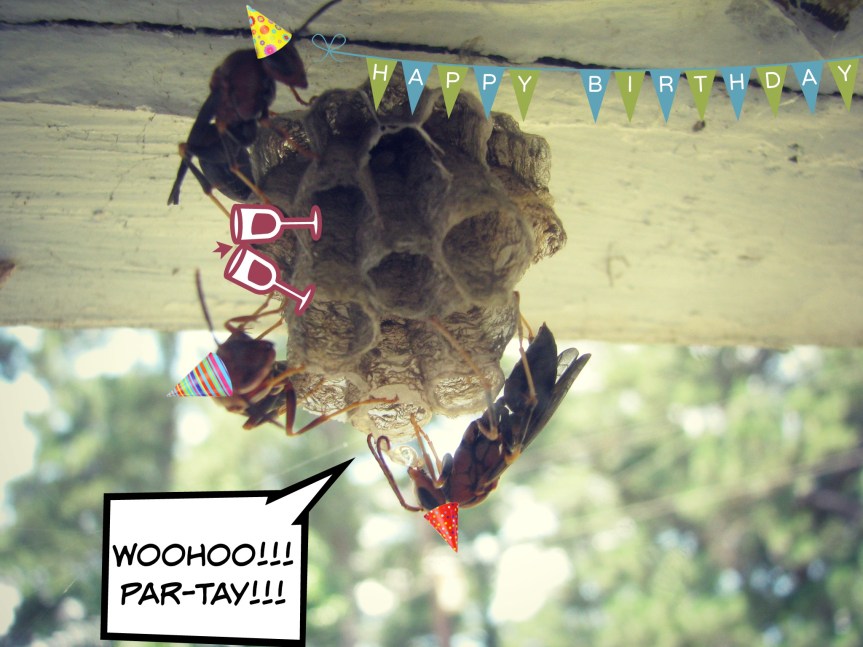 It’s a Polistes&nbsp;party!