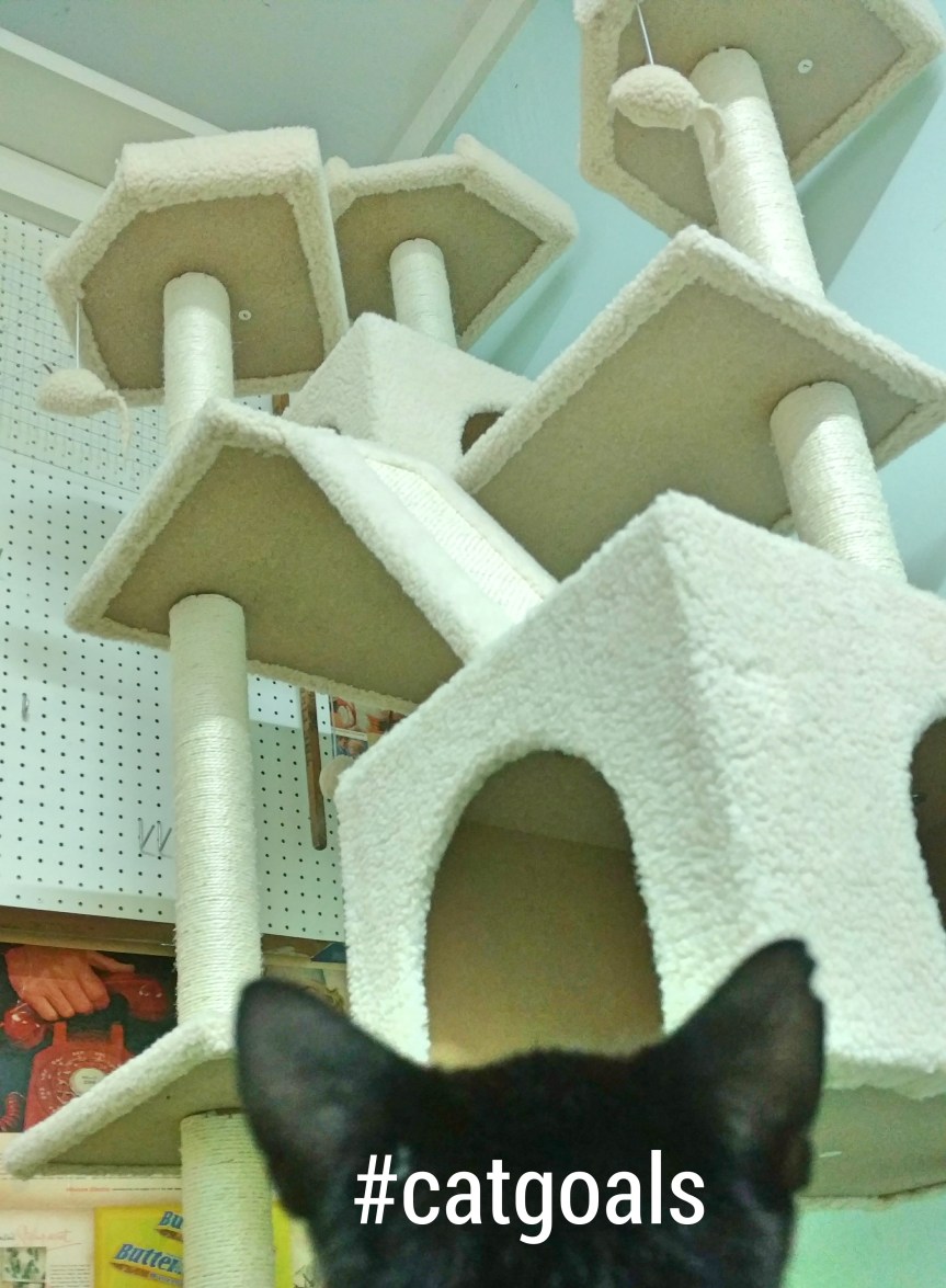 The danger of visiting animal&nbsp;shelters