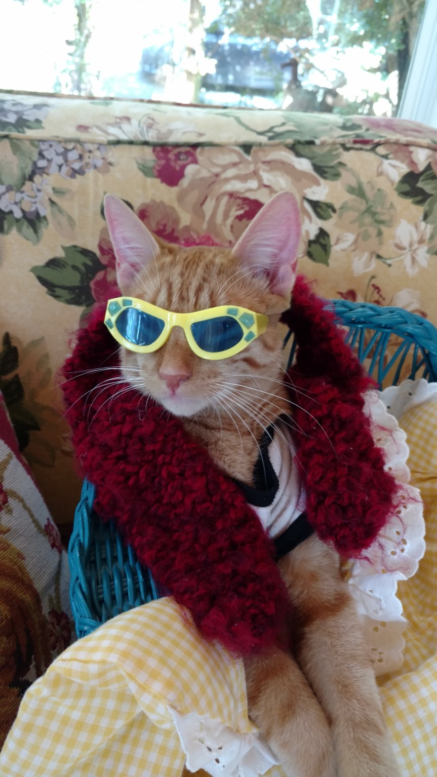 Cat In Glasses, Weird Dog, and Walk Your Chicken&nbsp;Day